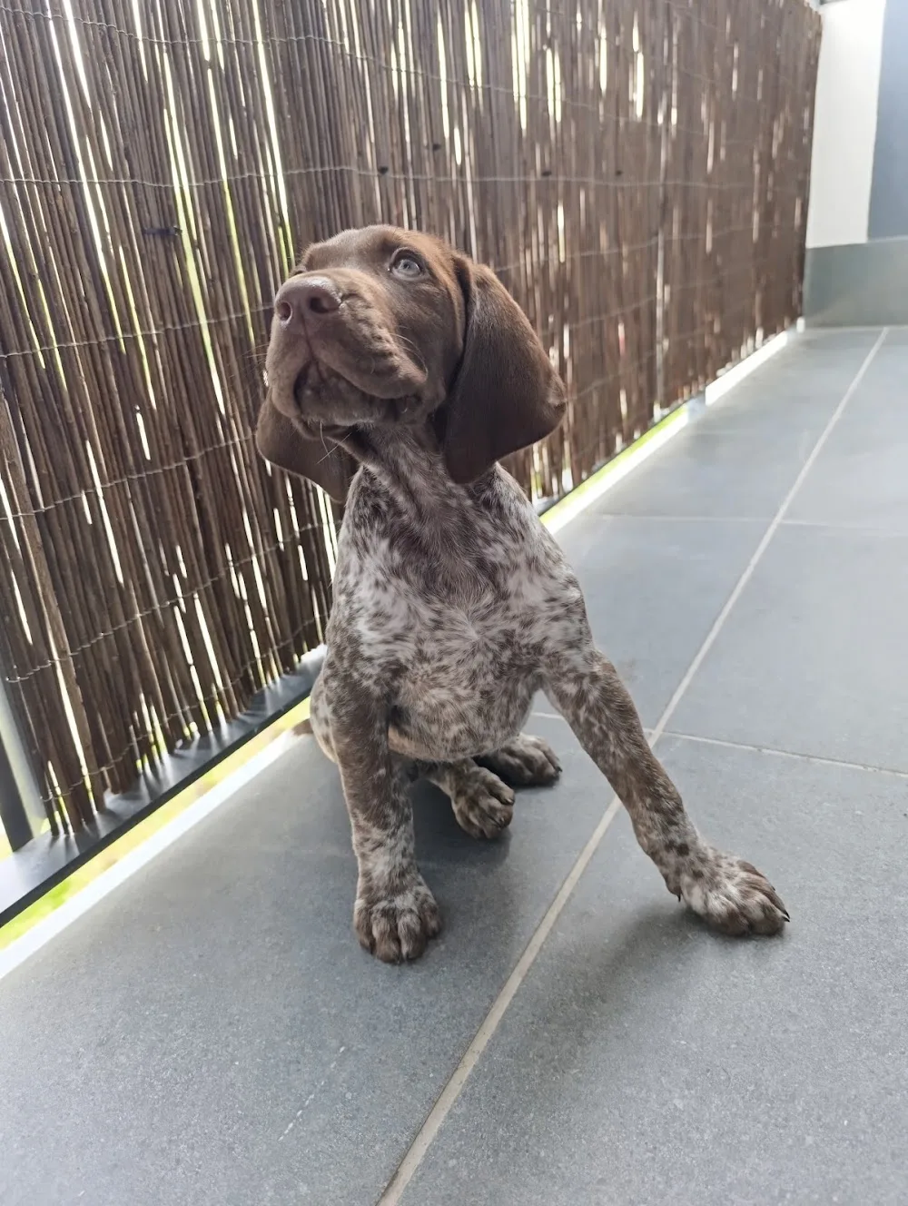 Castillo de Calatrava Kennel - Ciudad Real pet otel görseli 3