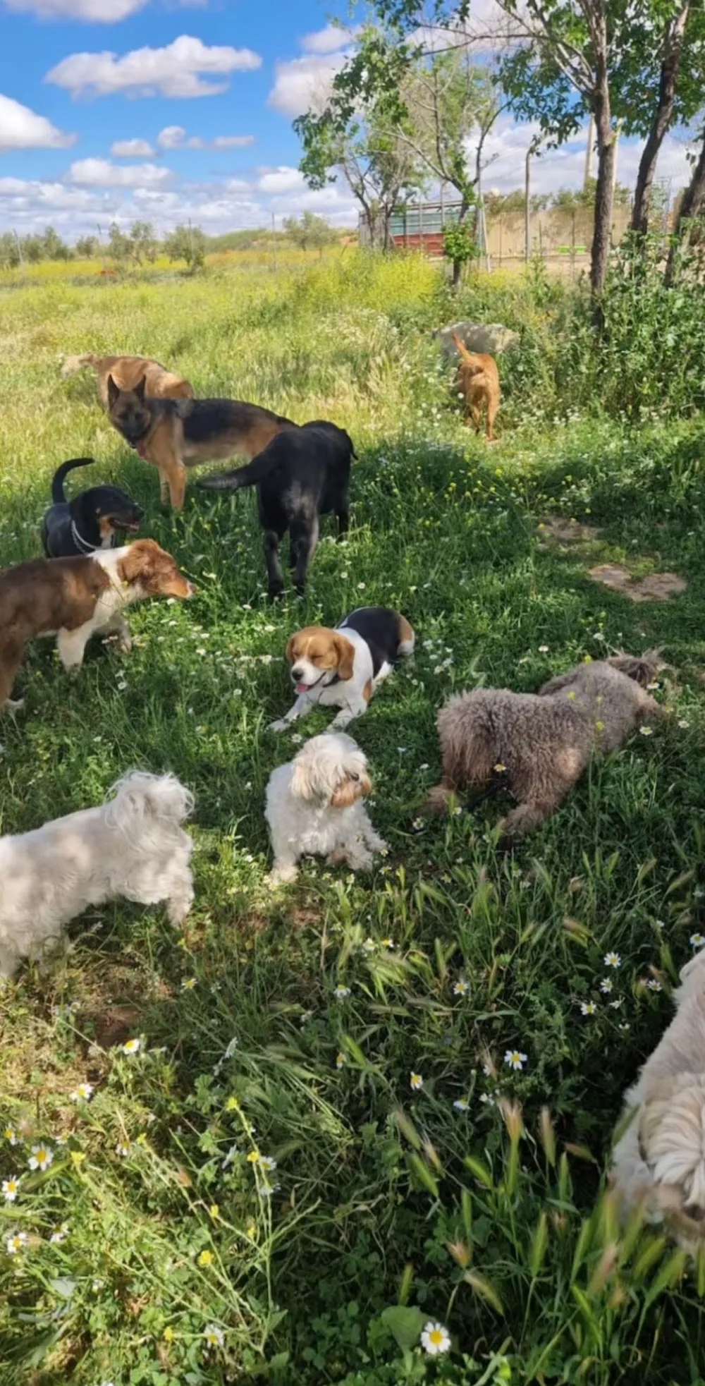 Hotel Canino Villamimadogs, C.B., - Ciudad Real pet otel