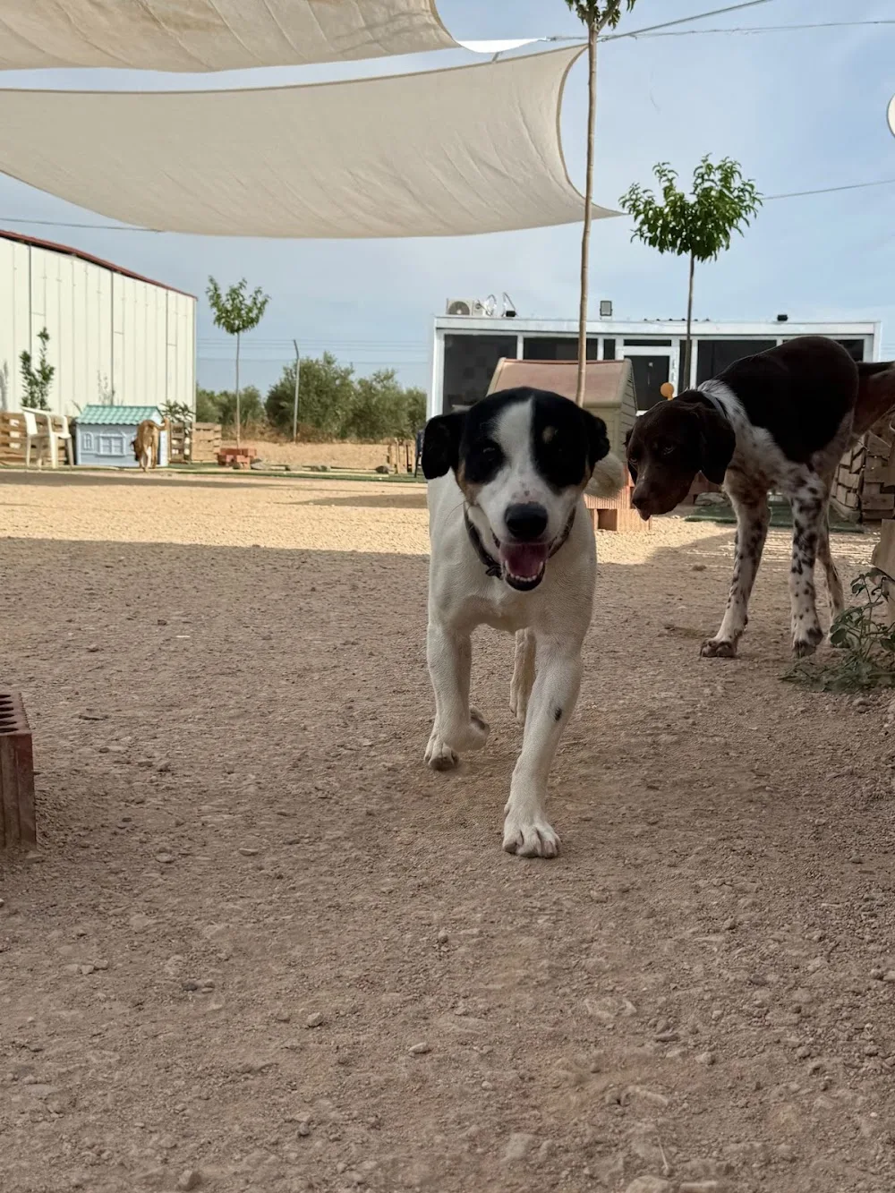 Hotel Canino Villamimadogs, C.B., - Ciudad Real pet otel görseli 3