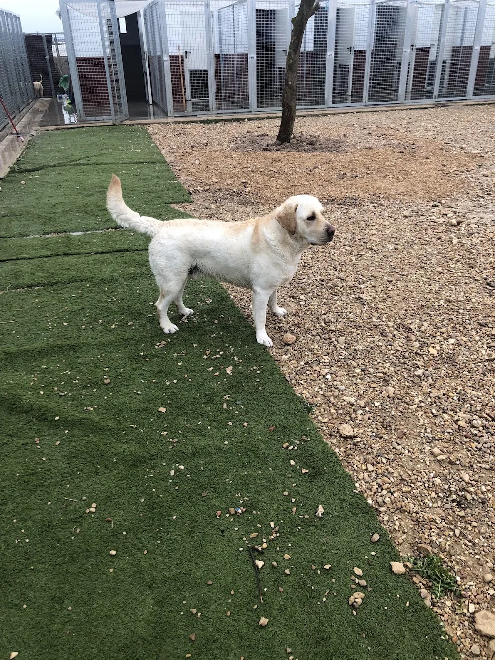 HOTEL DE MASCOTAS LILY - Ciudad Real pet otel görseli 3