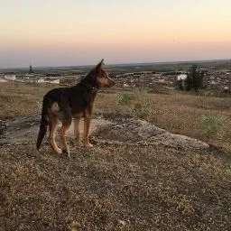 HOTEL DE MASCOTAS LILY - Ciudad Real pet otel görseli 5