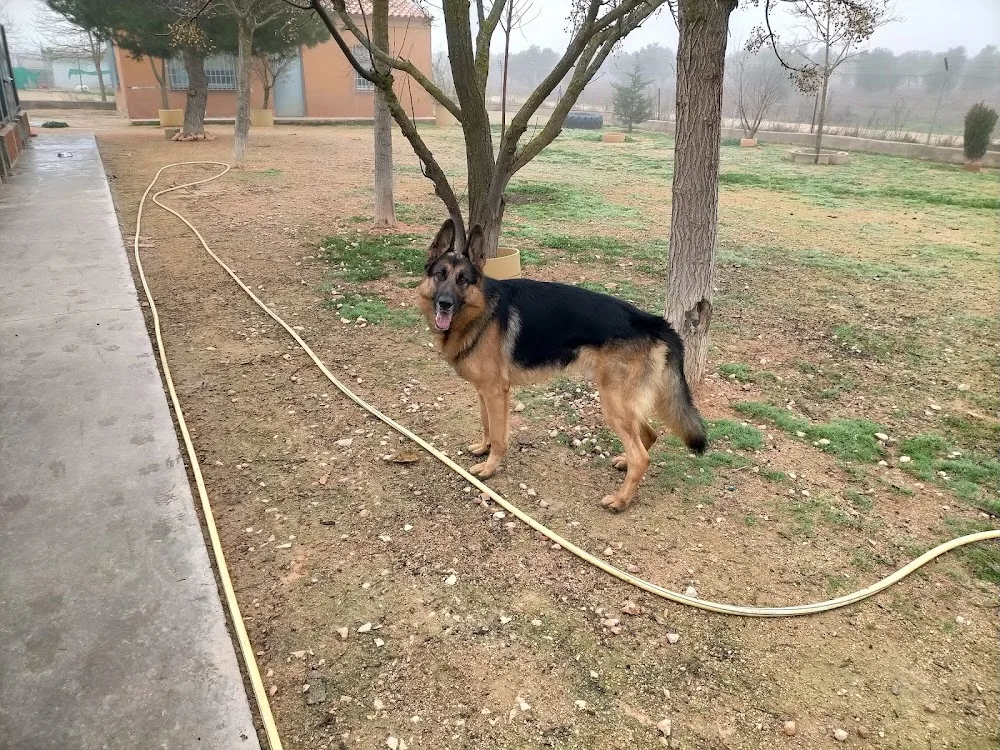 Residencia Canina Canela de Sta Ana - Ciudad Real pet otel