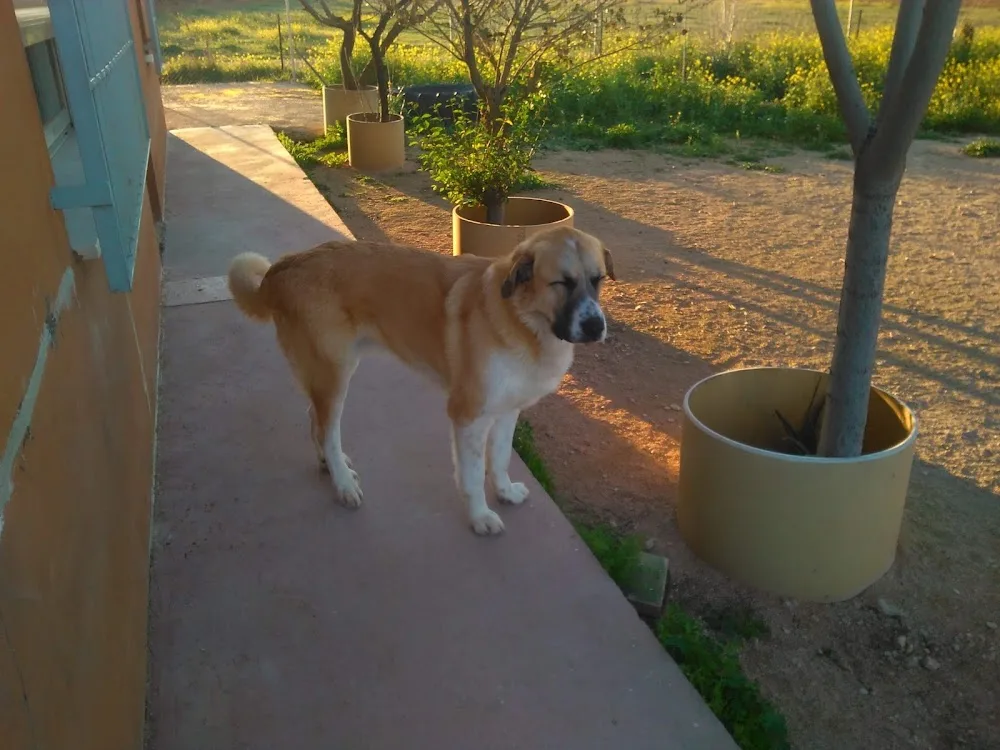 Residencia Canina Canela de Sta Ana - Ciudad Real pet otel görseli 3