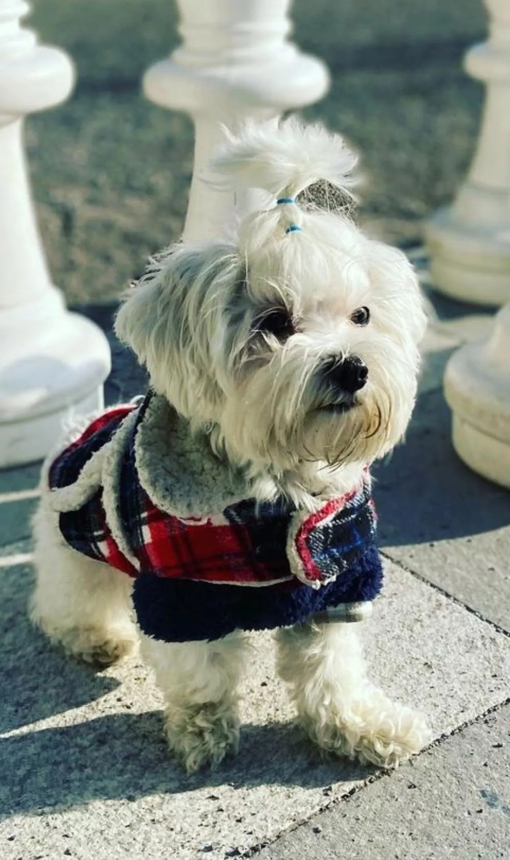 RESIDENCIA CANINA CIUDAD REAL MUNDOCAN - Ciudad Real pet otel