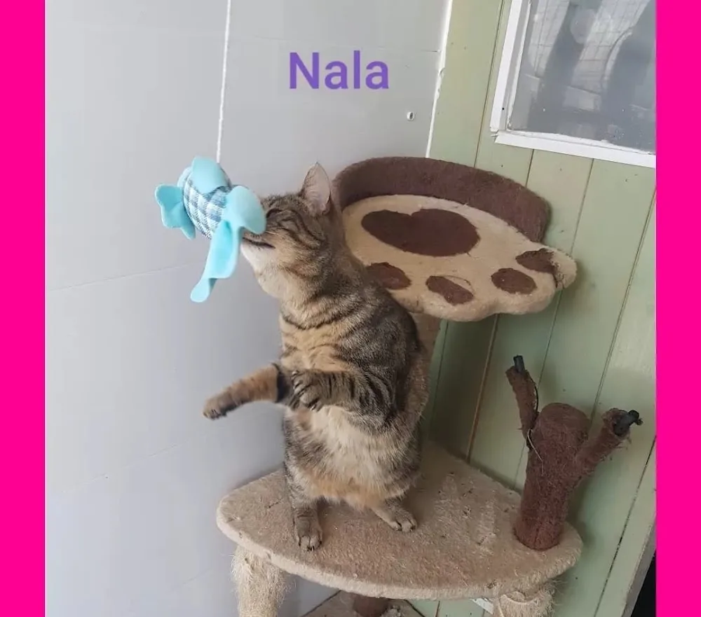 Alloa Cattery - Clackmannanshire pet otel görseli 3