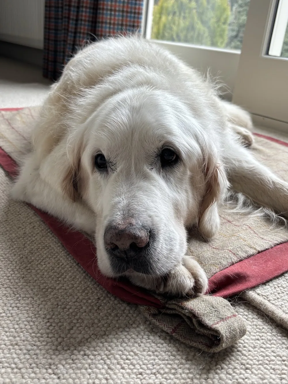 Arlickhill Boarding Kennels - Clackmannanshire pet otel
