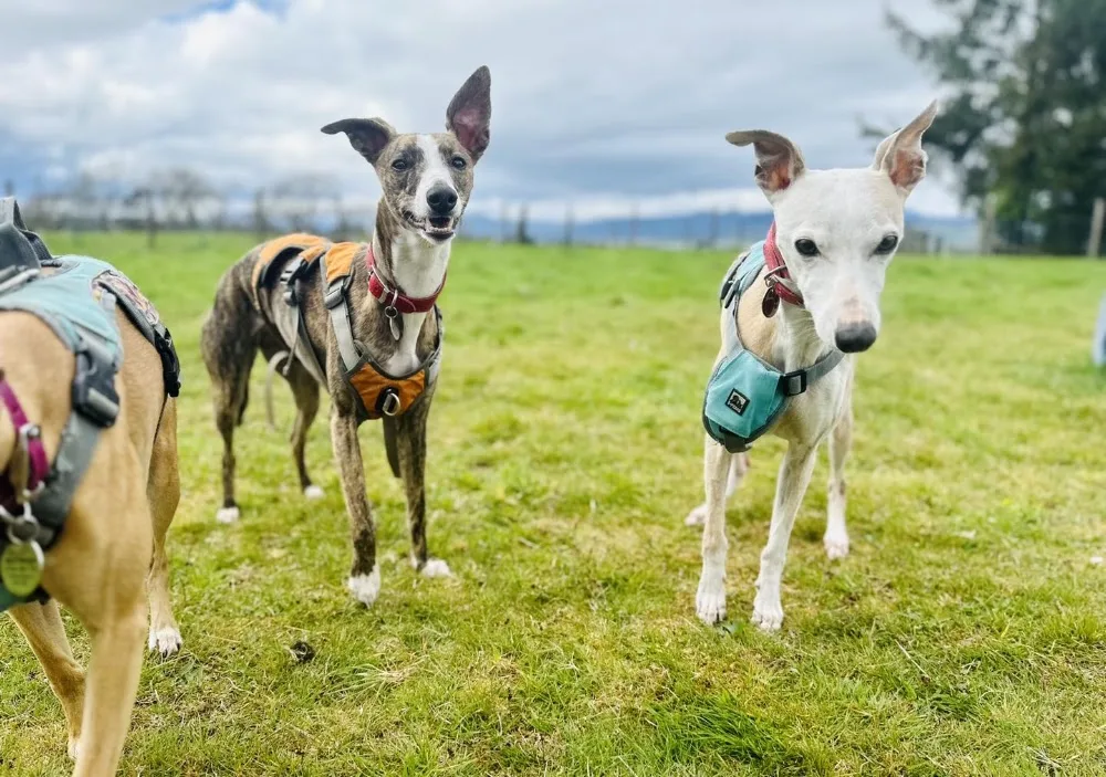 Barkmoral Pet Boarding - Clackmannanshire pet otel