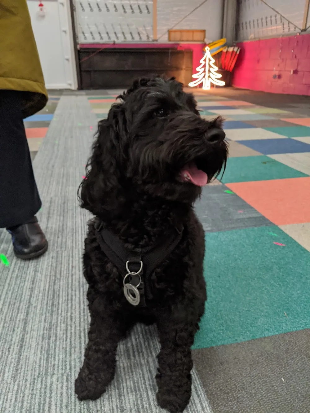 Breckenridge House - Home of Paws & Pups - Clackmannanshire pet otel