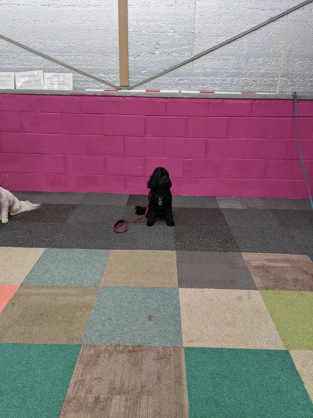 Breckenridge House - Home of Paws & Pups - Clackmannanshire pet otel görseli 3