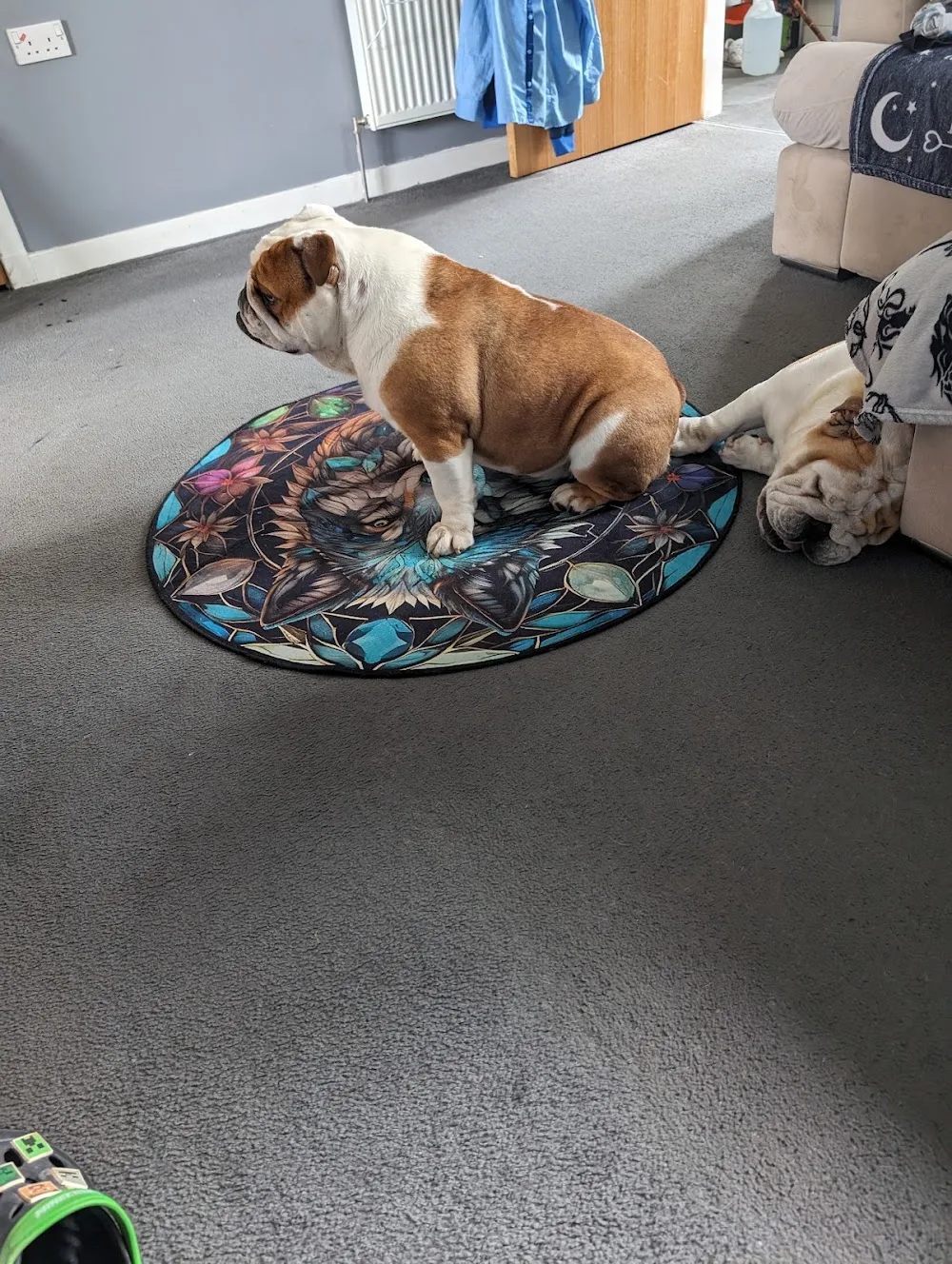Christine's House Of Paws - Clackmannanshire pet otel