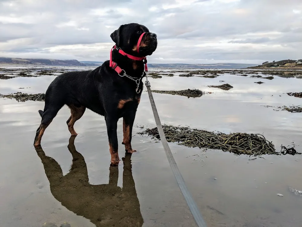Country Cuddles Luxury Kennels - Clackmannanshire pet otel