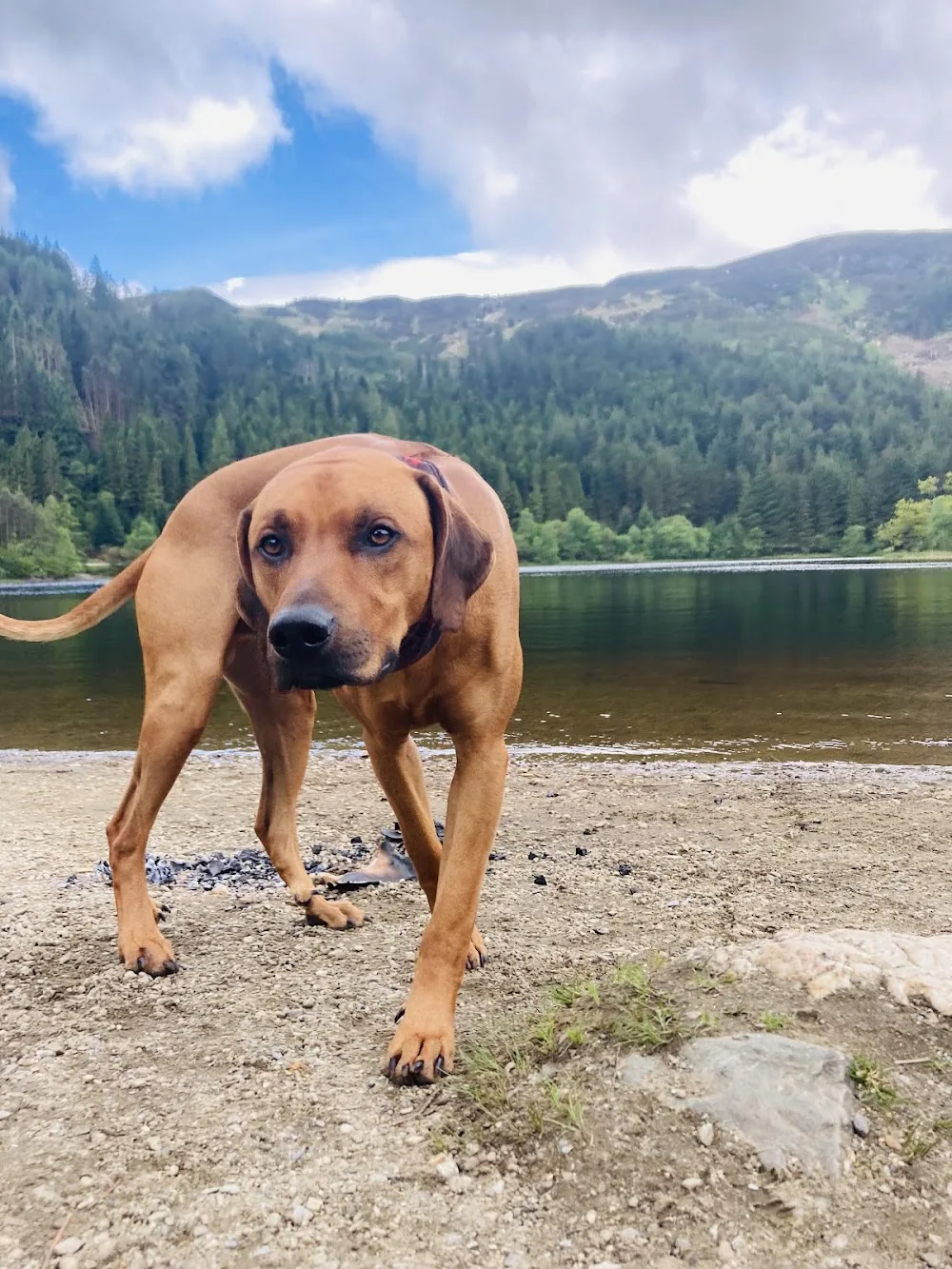 Country Cuddles Luxury Kennels - Clackmannanshire pet otel görseli 3