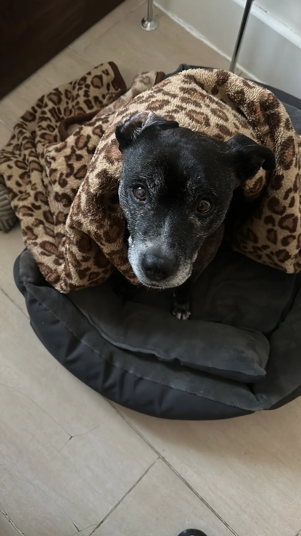 Dog Boarding & Cat Sitting Falkirk - Clackmannanshire pet otel görseli 2