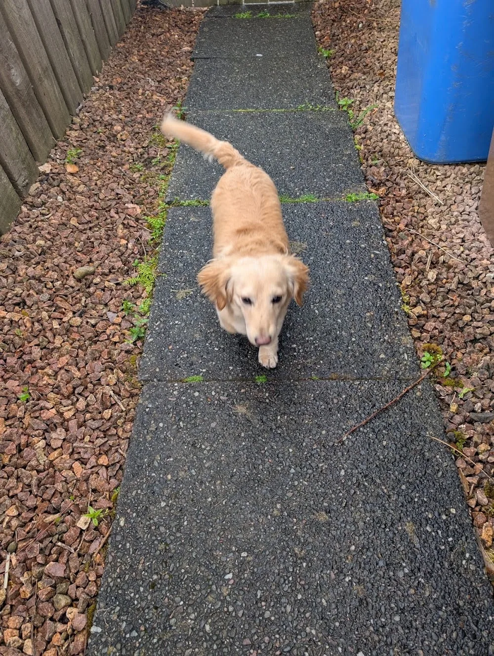 Dog Boarding & Cat Sitting Falkirk - Clackmannanshire pet otel görseli 3