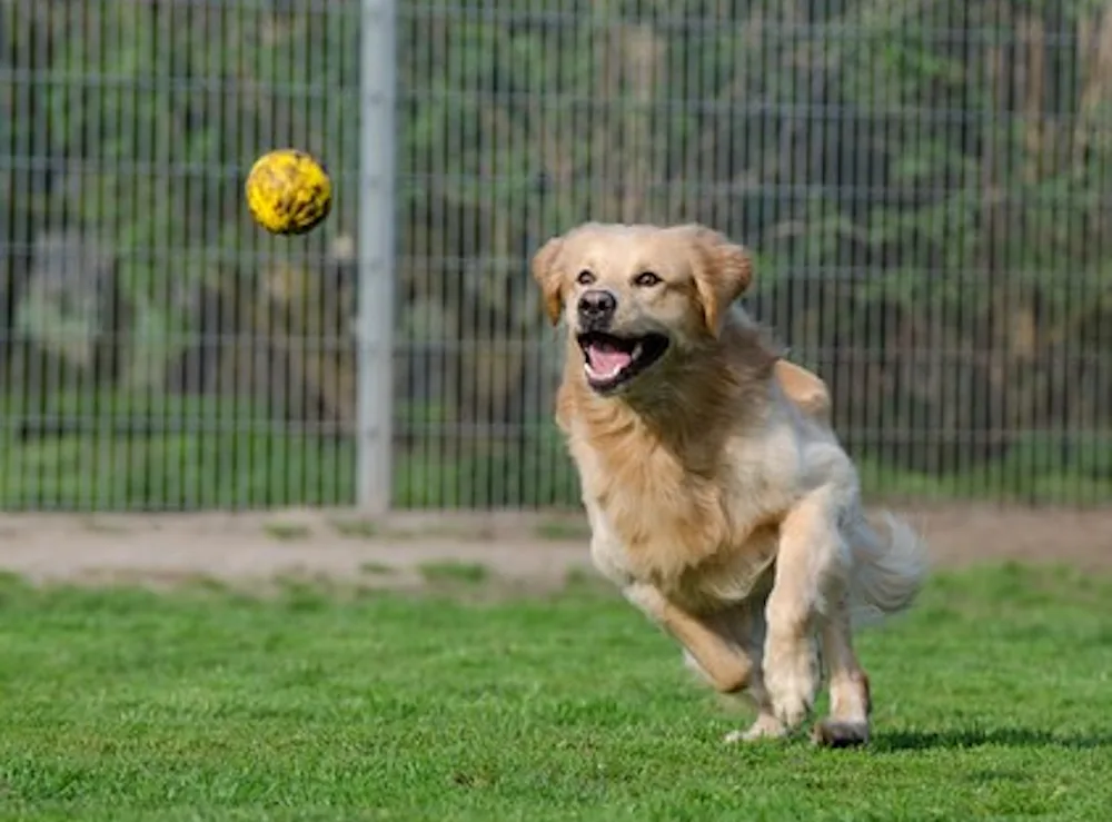 Garth Boarding Kennels - Clackmannanshire pet otel