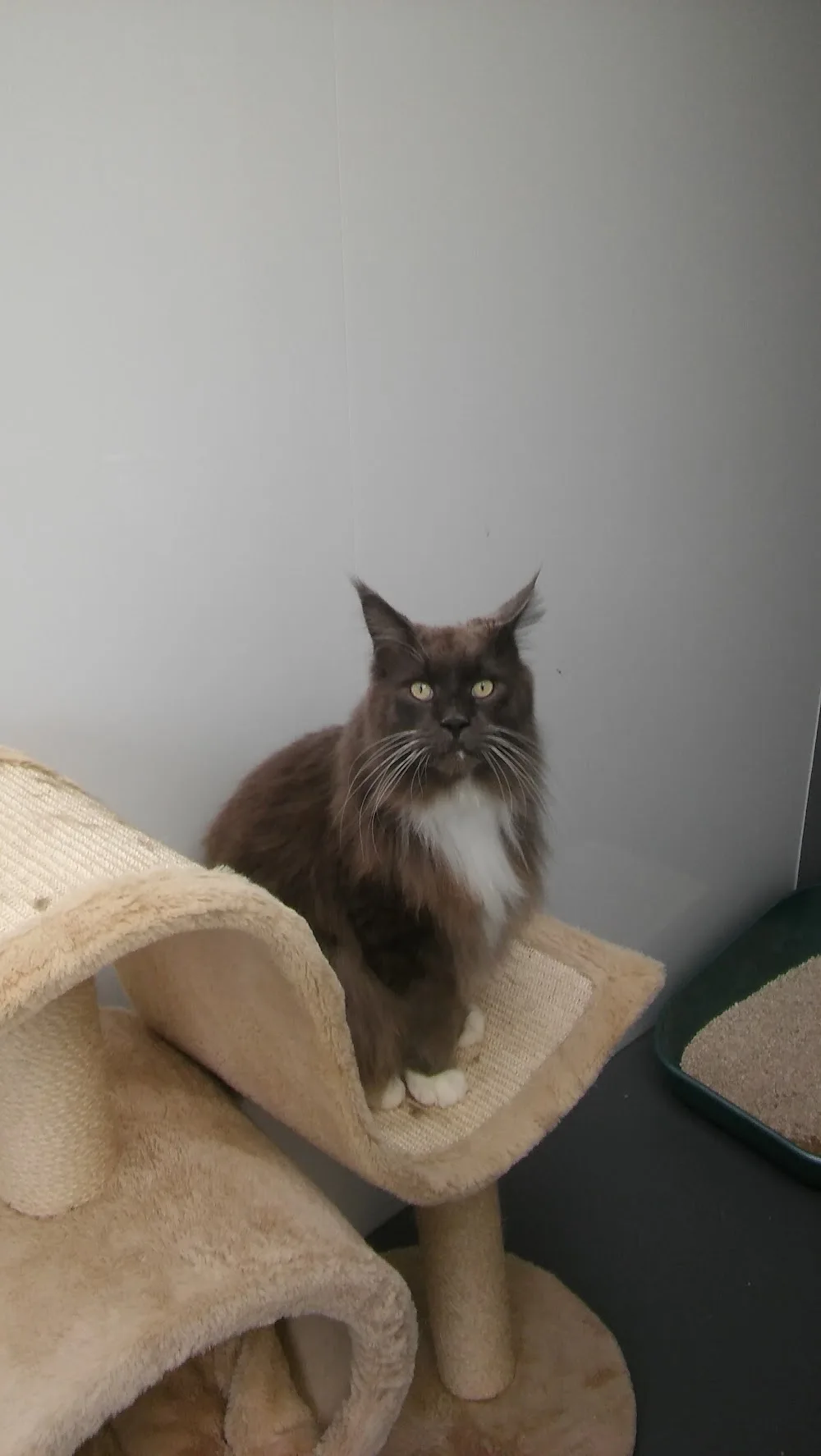 Inzievar Catteries & Kennels - Clackmannanshire pet otel görseli 3