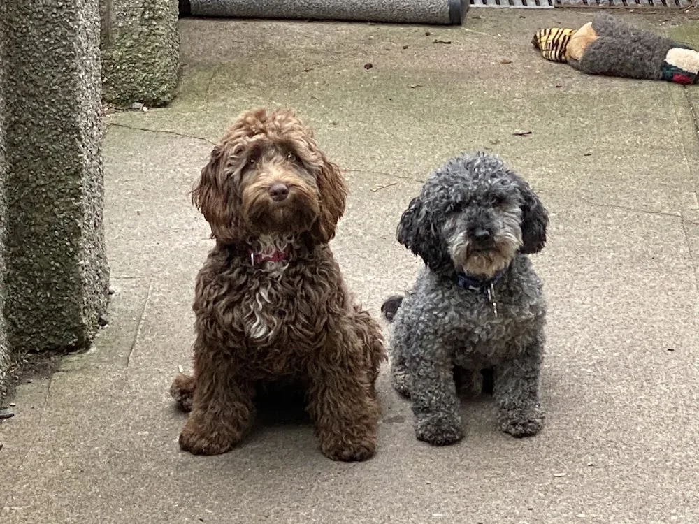 Mayfield Kennels and Cattery - Clackmannanshire pet otel