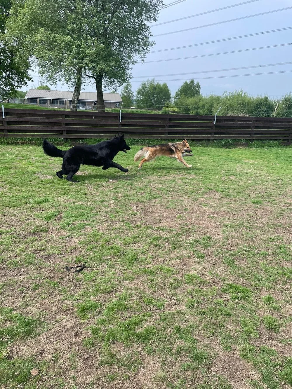 Powiswood Kennels - Clackmannanshire pet otel