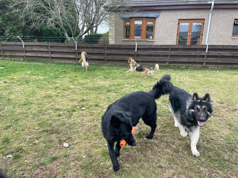 Powiswood Kennels - Clackmannanshire pet otel görseli 3