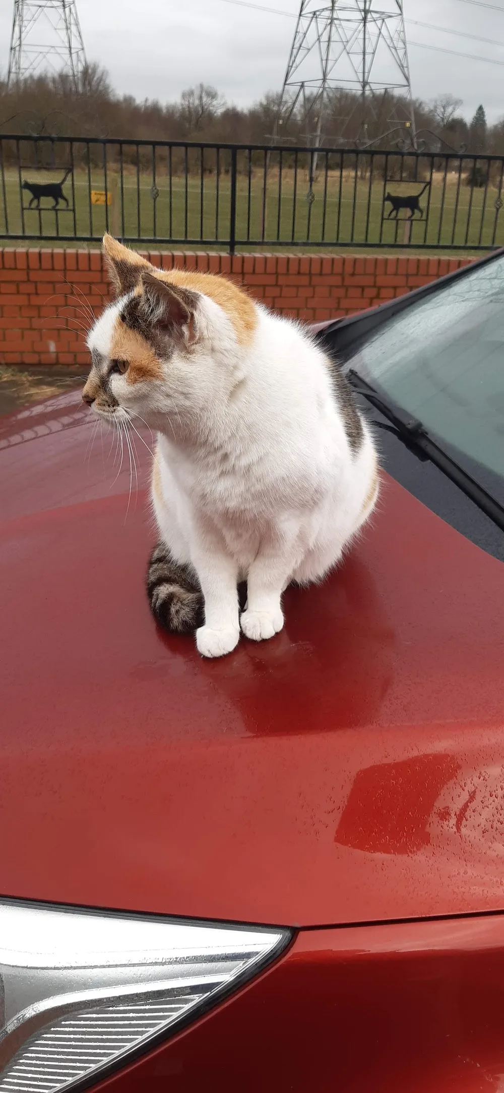 Powside Cattery - Clackmannanshire pet otel