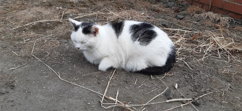 Powside Cattery - Clackmannanshire pet otel görseli 3
