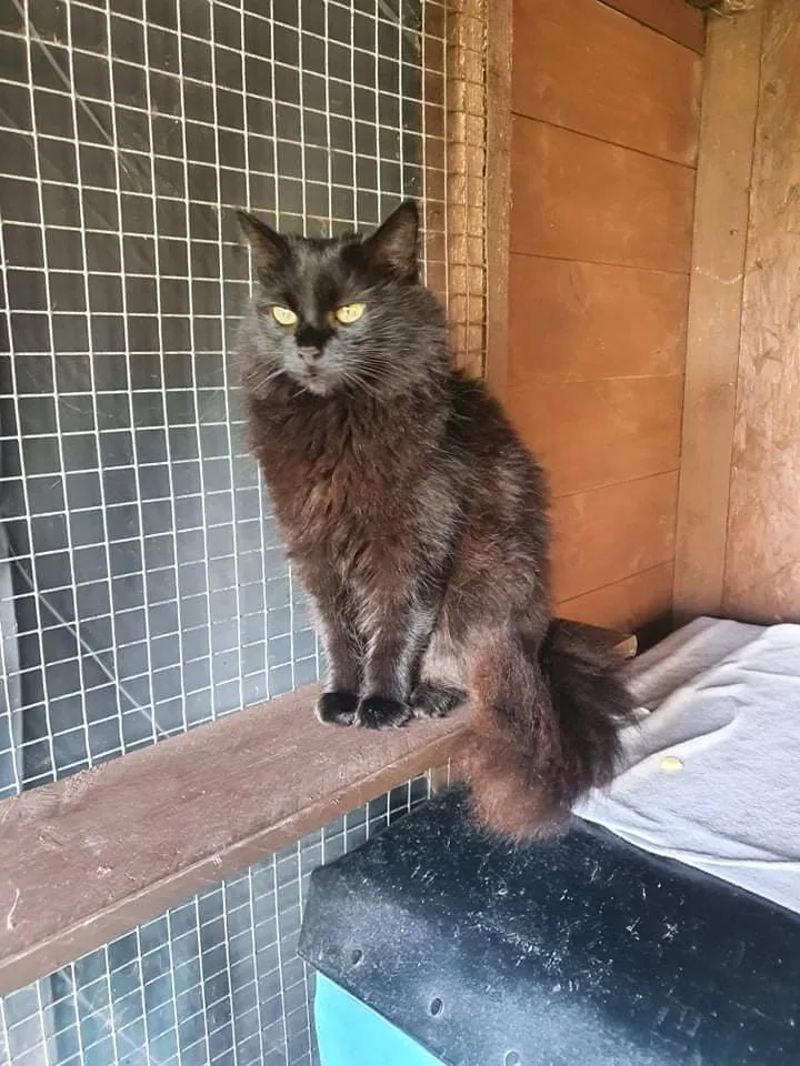 Purrfect Paws Cattery - Clackmannanshire pet otel