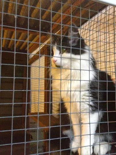 Purrfect Paws Cattery - Clackmannanshire pet otel görseli 3