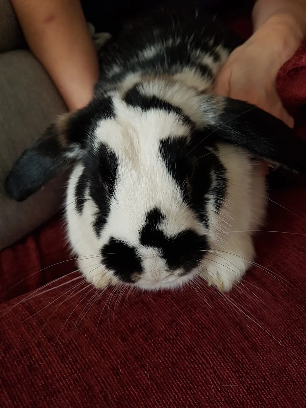 Rabbit And Rodent Retreat - Clackmannanshire pet otel
