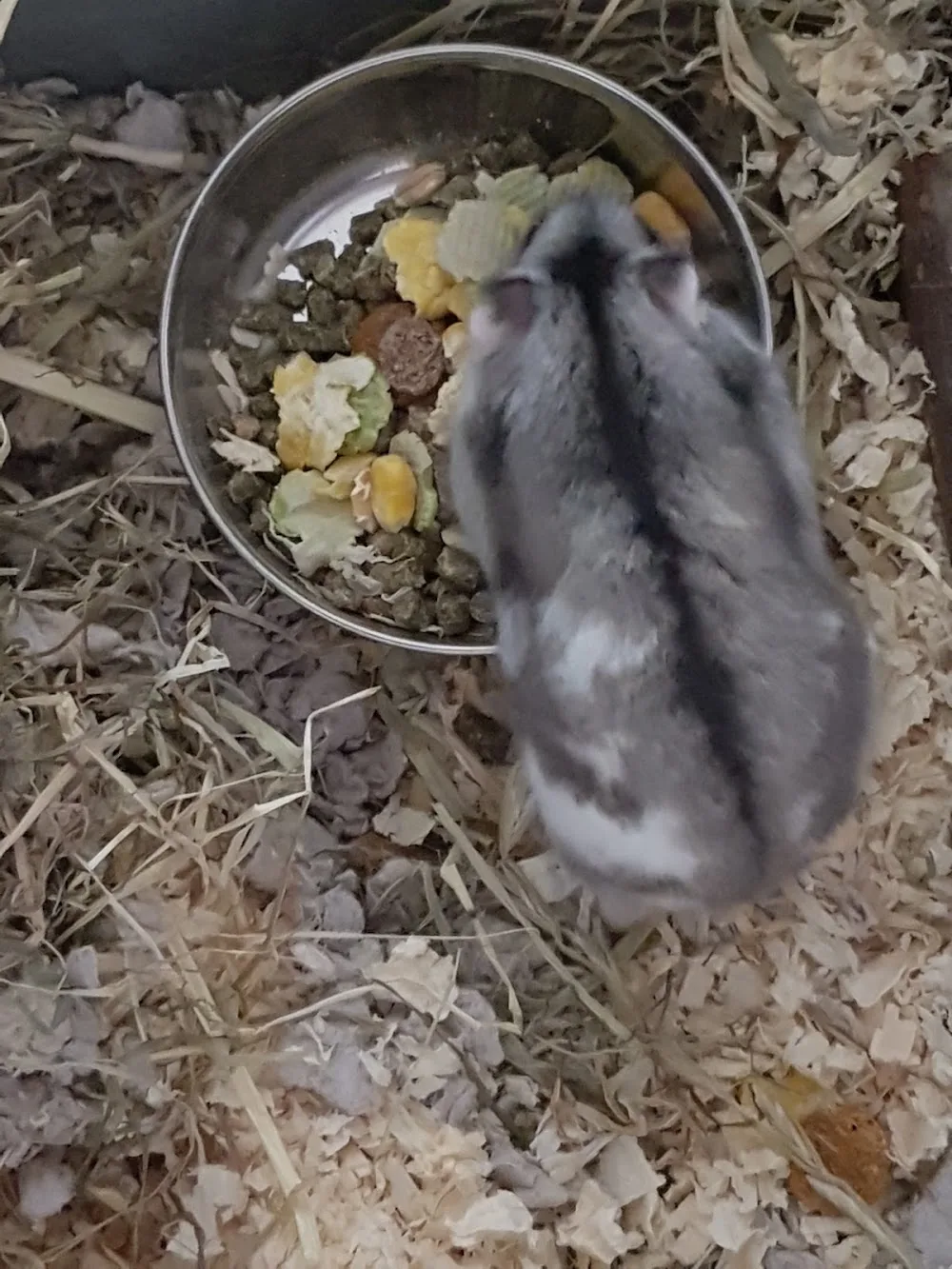 Rabbit And Rodent Retreat - Clackmannanshire pet otel görseli 3