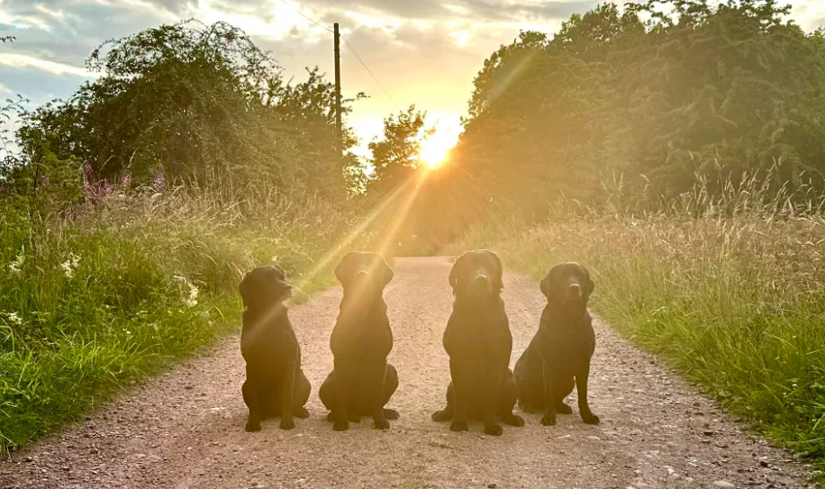 Rowan Sands Pet Hotel - Clackmannanshire pet otel