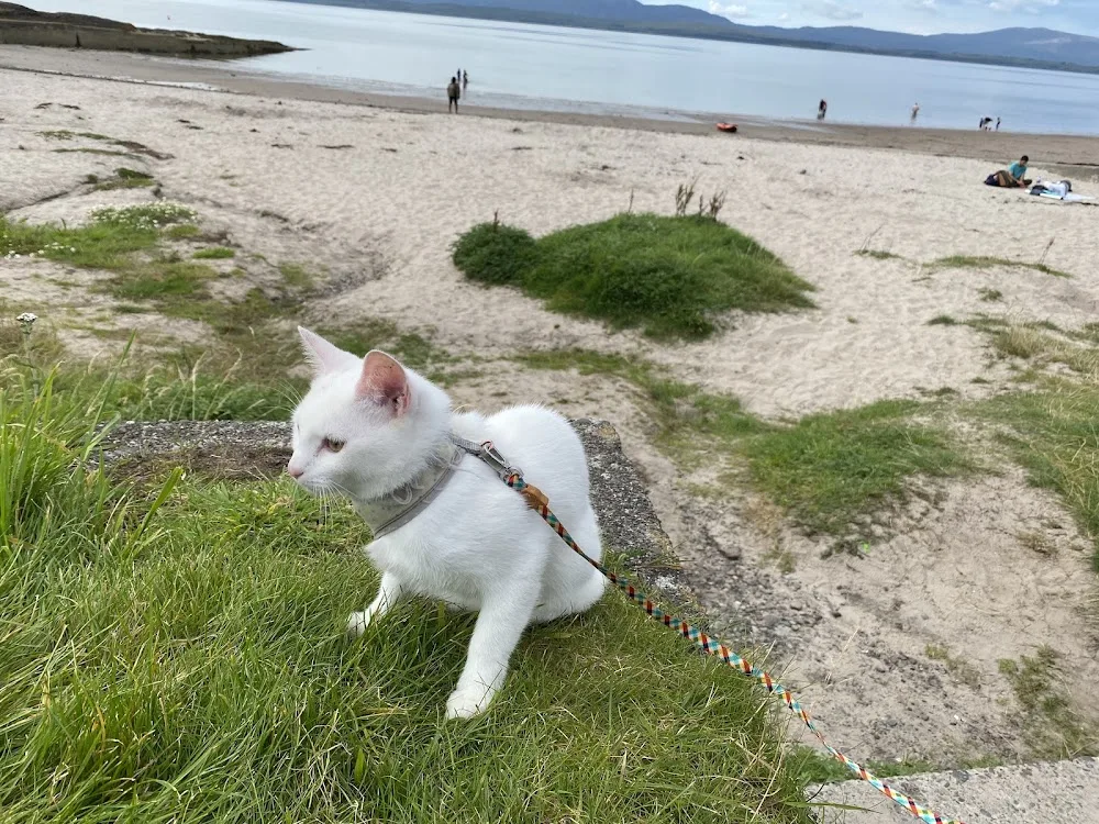 Stirling Cattery - Clackmannanshire pet otel