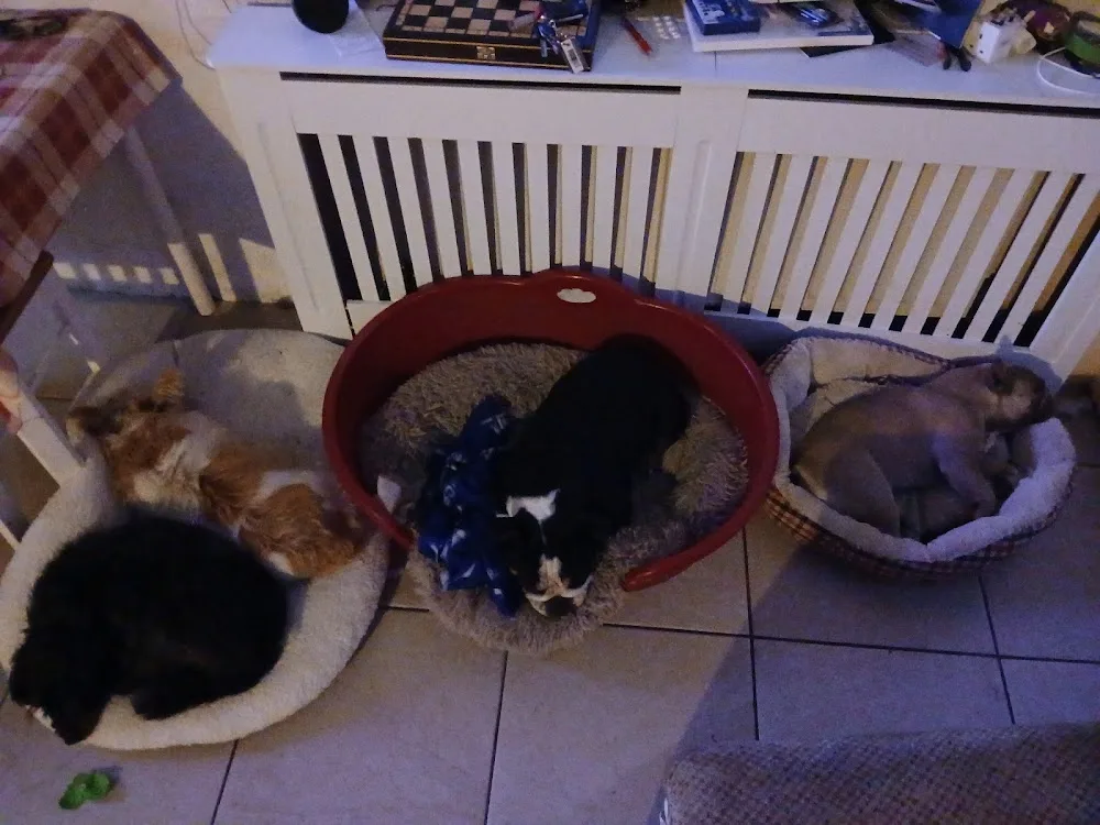 Banner Farm Kennels - Clare pet otel görseli 3