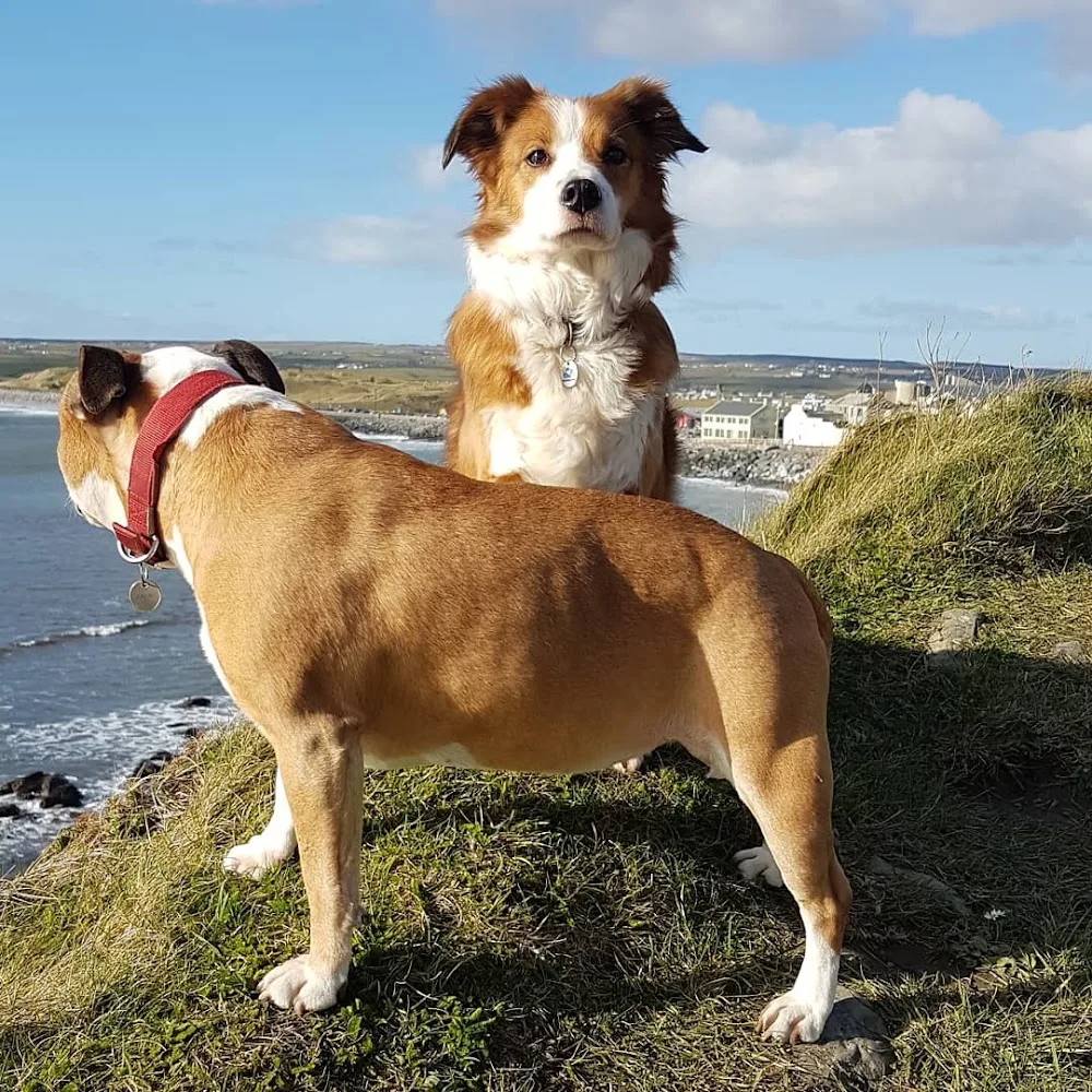 Barking Mad Dog Boarding Limerick, Galway & Clare - Clare pet otel