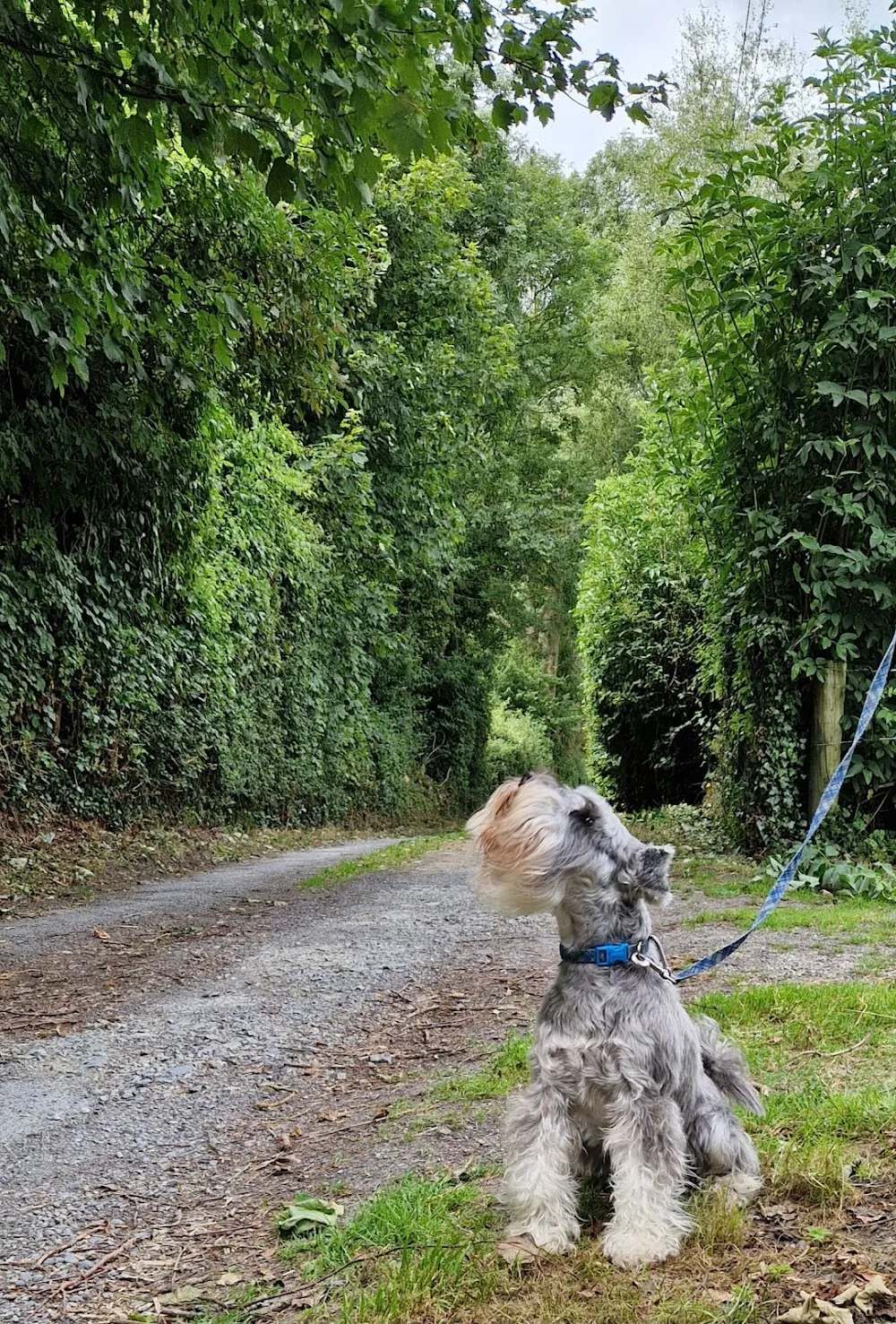 BarknBoard - Clare pet otel