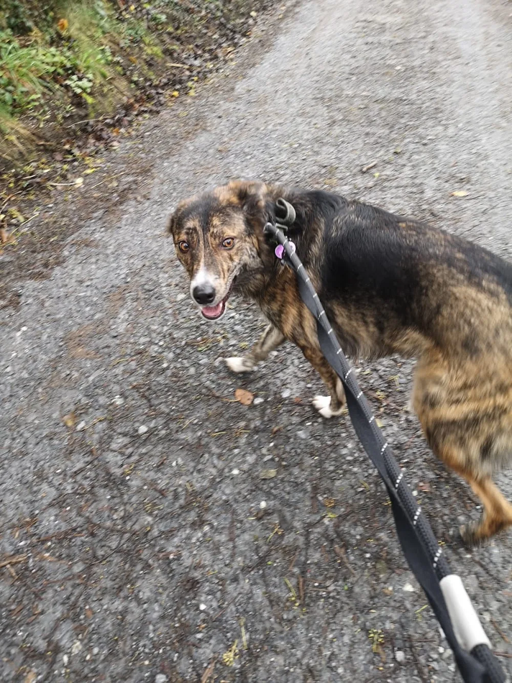 BarknBoard - Clare pet otel görseli 3
