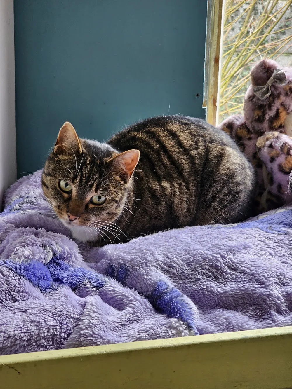 Dysart o dea cattery - Clare pet otel görseli 2