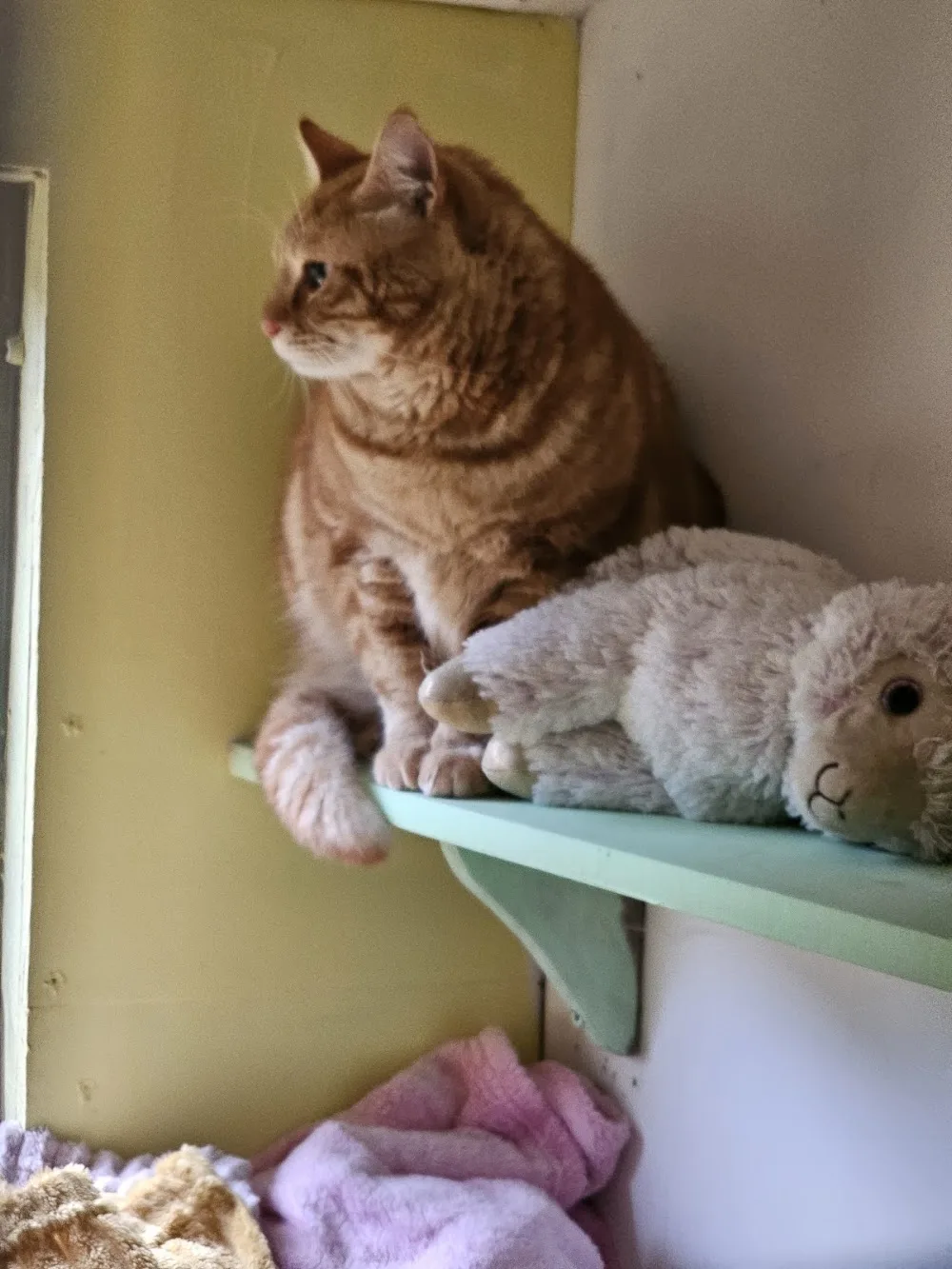Dysart o dea cattery - Clare pet otel görseli 3