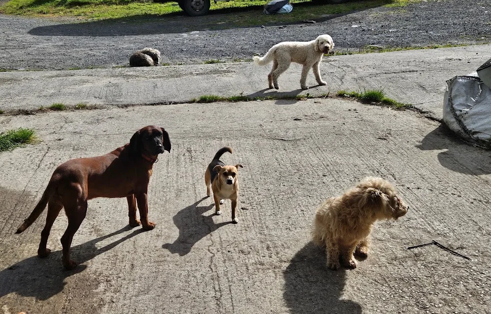 Sixmilebridge Cattery & Boarding kennels - Clare pet otel