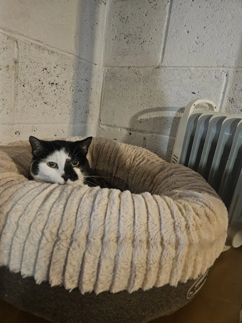 Sixmilebridge Cattery & Boarding kennels - Clare pet otel görseli 3