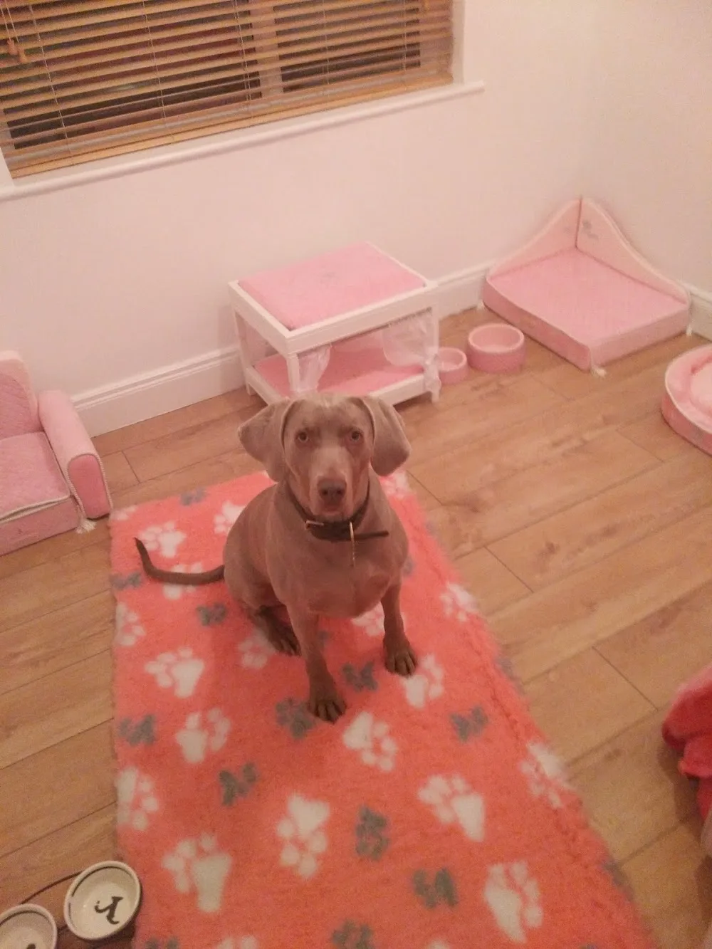 Topdogkennels - Clare pet otel görseli 3