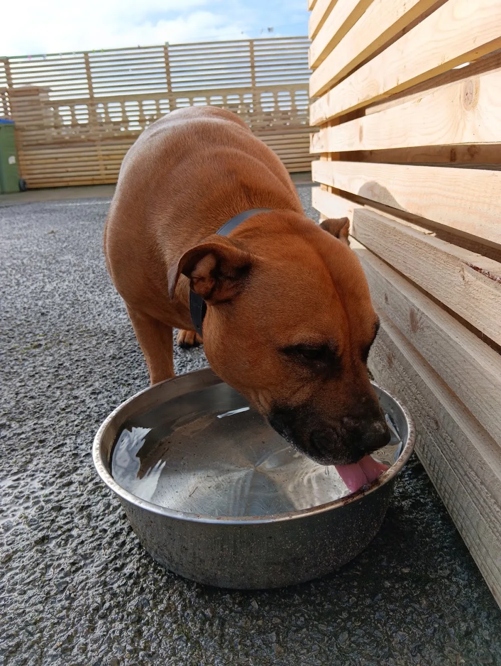 West Clare Canine Academy and Pet Hotel - Clare pet otel görseli 3