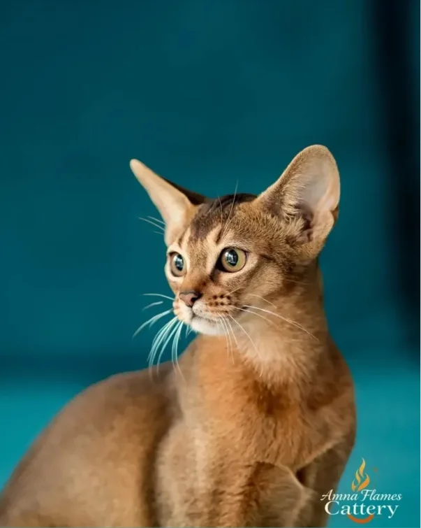 Amna Flames Cattery Abyssinian & Somali - Cluj pet otel