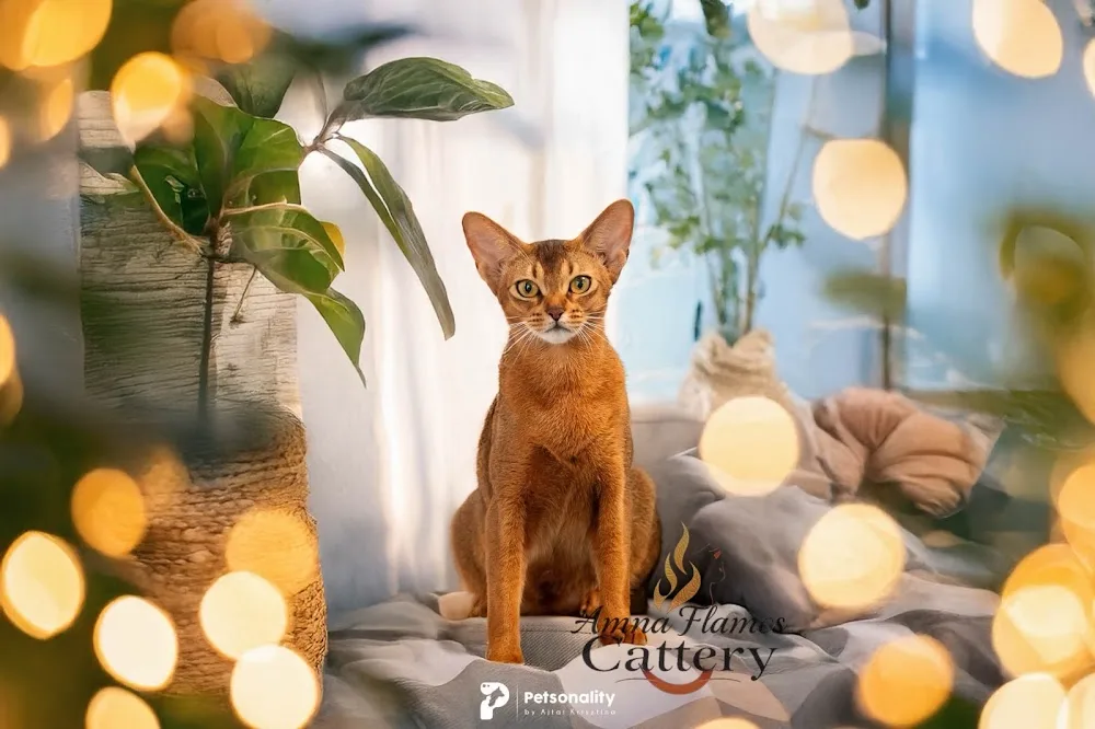 Amna Flames Cattery Abyssinian & Somali - Cluj pet otel görseli 3