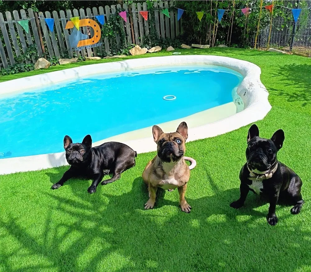 Dogmaster - Dog Hotel - Cluj pet otel