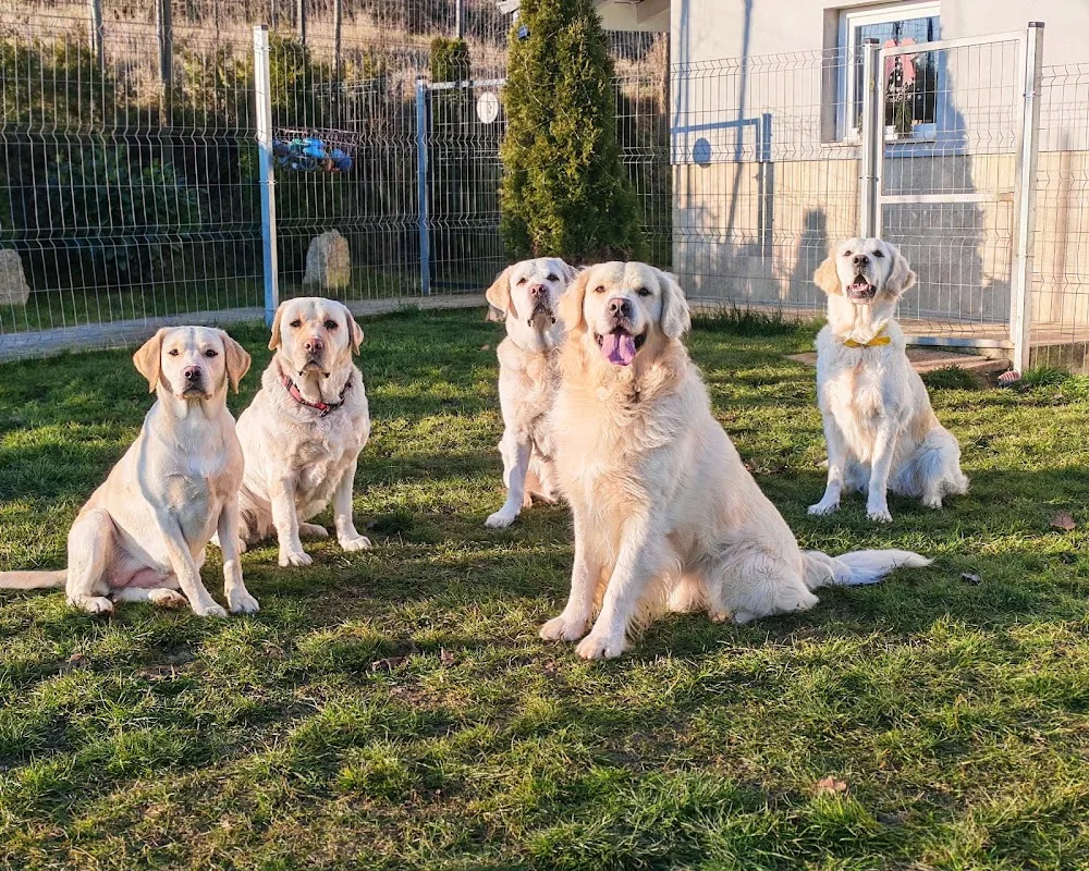 Dogmaster - Dog Hotel - Cluj pet otel görseli 3