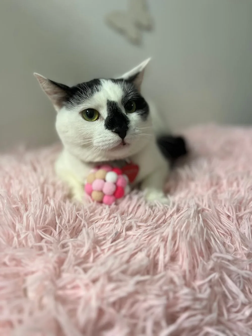 Happy Cats Room Hotel - Cluj pet otel