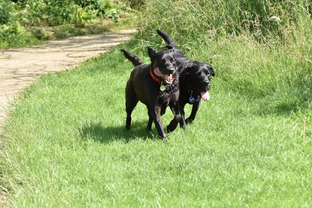 Bruno's Dog Hotel Home Boarding - Coalville pet otel görseli 3