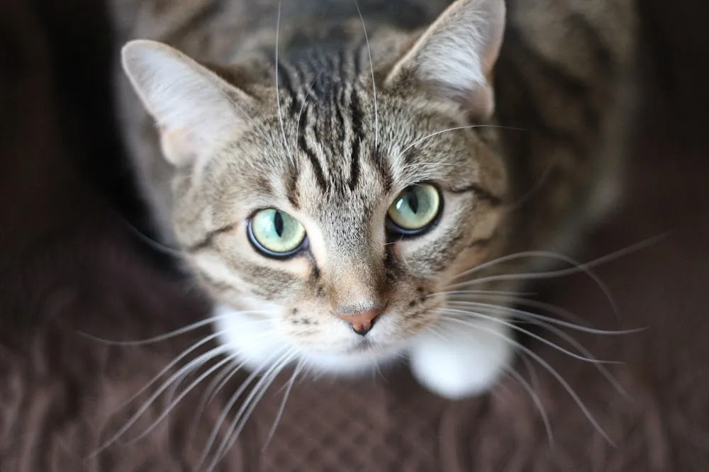 Burbage Cattery - Coalville pet otel