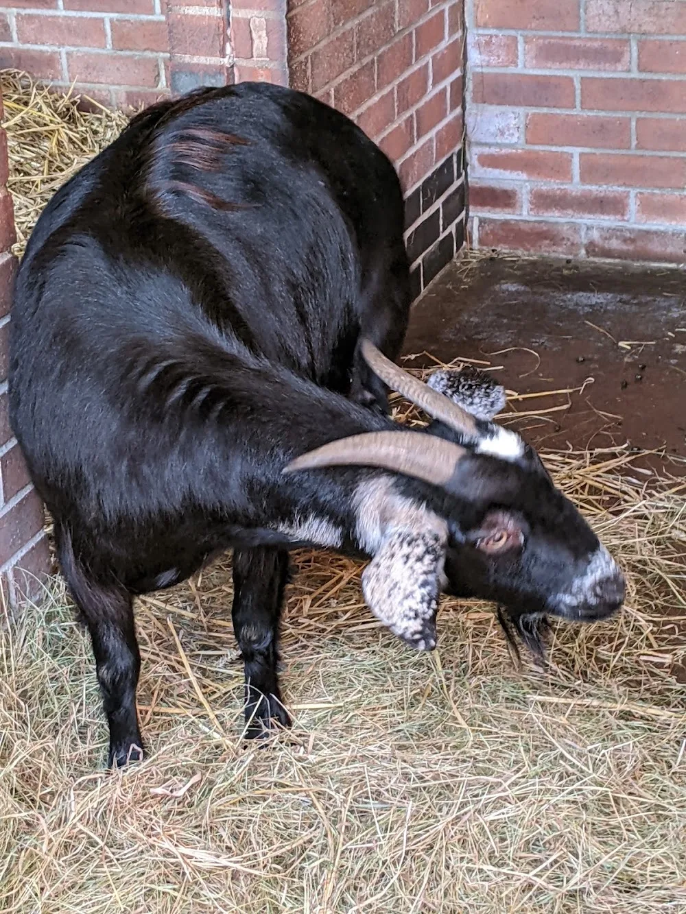 Redgate Farm Animal Sanctuary - Coalville pet otel