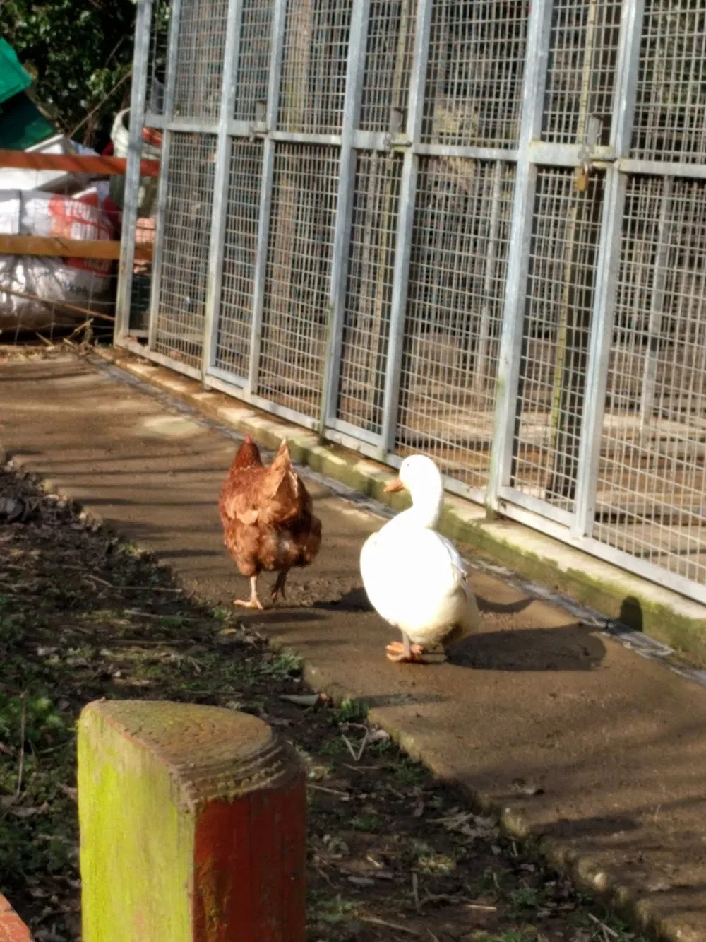 Redgate Farm Animal Sanctuary - Coalville pet otel görseli 3